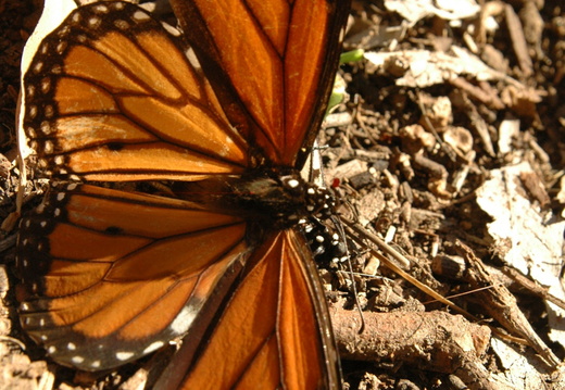 butterfly-88