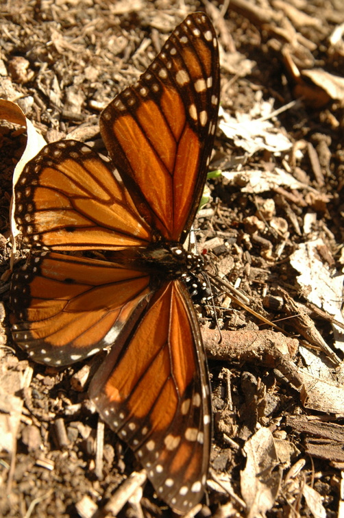 butterfly-88.jpg