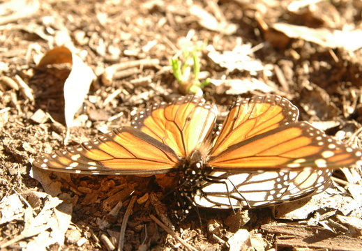 butterfly-89