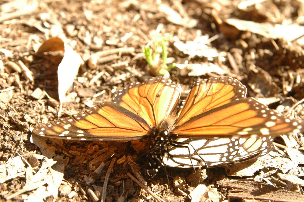 butterfly-89.jpg
