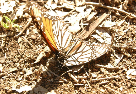 butterfly-90
