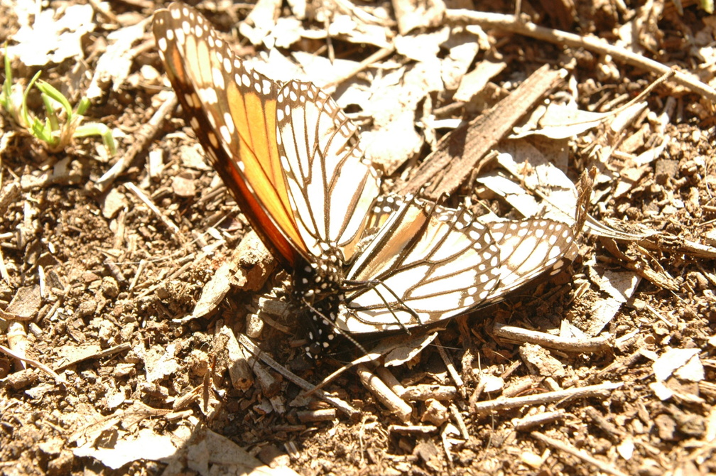 butterfly-90.jpg