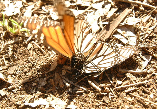 butterfly-91