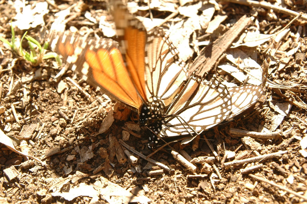 butterfly-91.jpg