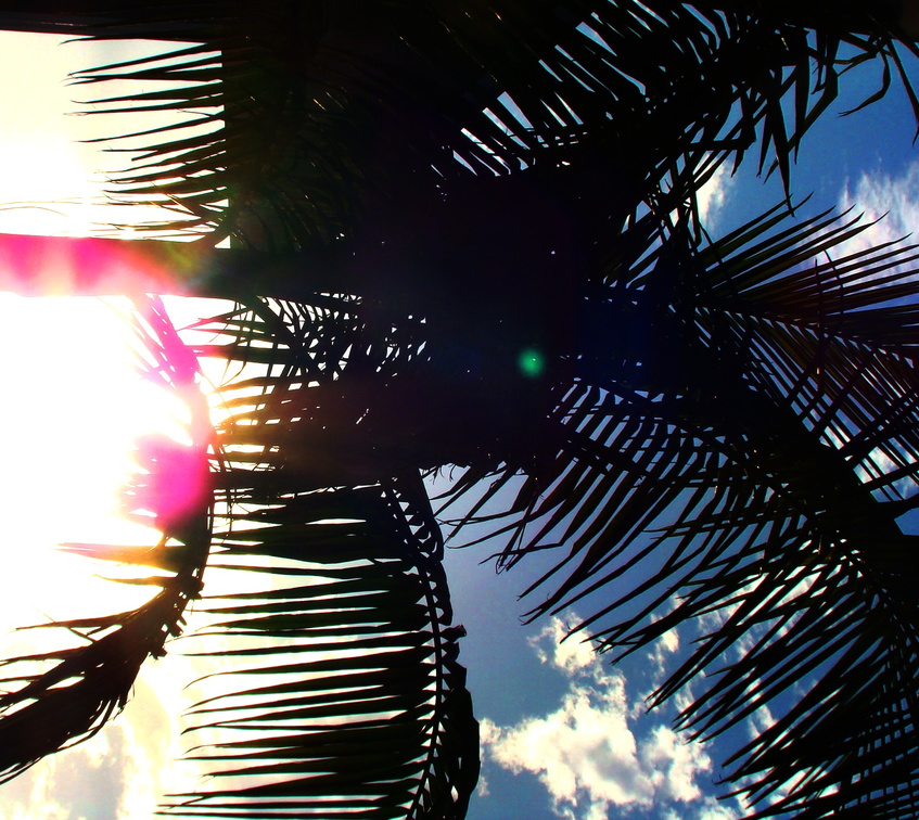 a_palm_tree.jpg