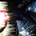 a_palm_tree.jpg